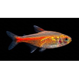 Néon Rose – Hemigrammus erythrozonus