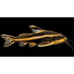 Platydoras costatus – Silure rayé