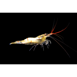 Snow Zebra Shrimp – Caridina sp. Sulawesi | NeoTropic