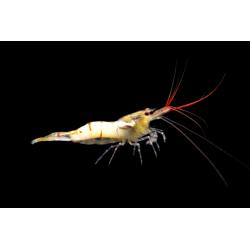 Snow Zebra – Crevette Caridina de Sulawesi | NeoTropic