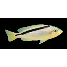 Mylochromis mollis 8-10cm