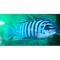 Metriaclima fainzilberi Katale F1 8-11cm élevage