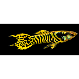 Guppy Endler mâle Tiger Gold – Poecilia wingei