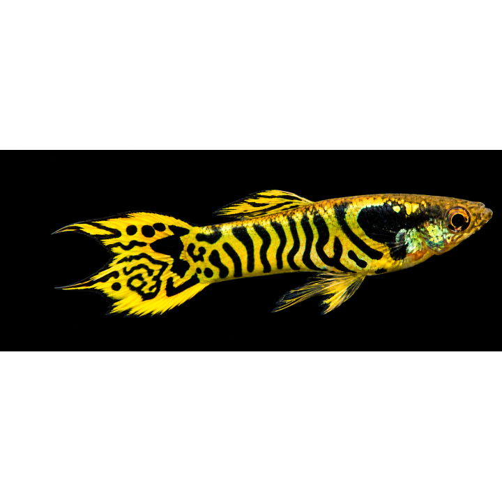 Guppy Endler mâle Tiger Gold – Poecilia wingei