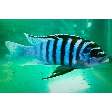 Metriaclima fainzilberi Katale F1 8-11cm élevage