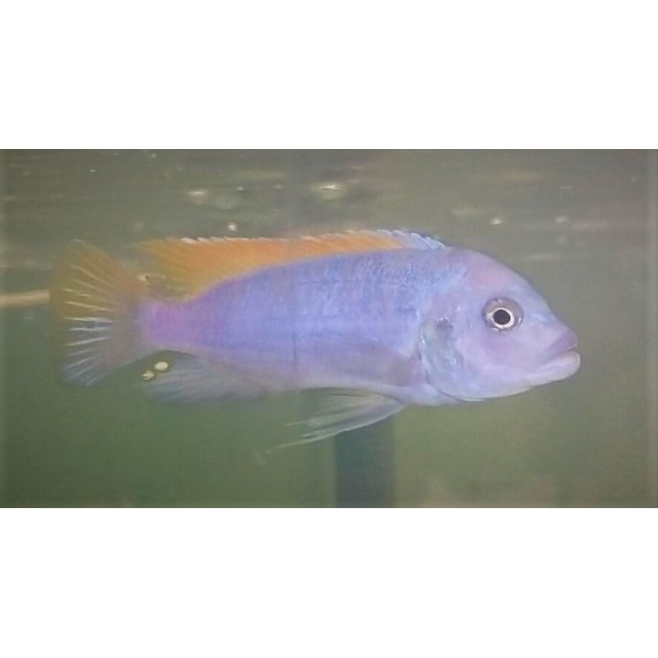 Metriaclima greshakei Makokola Reef – cichlidé Mbuna bleu du lac Malawi F1