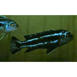 Pseudotropheus cyaneorabdos Maingano Island 5-6cm élevage