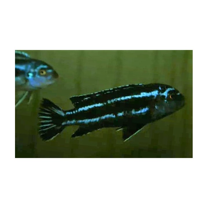 Pseudotropheus cyaneorhabdos Maingano – jeune cichlidé Mbuna du lac Malawi