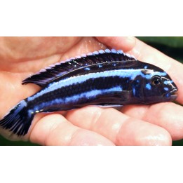 Pseudotropheus cyaneorhabdos Maingano Island – cichlidé Malawi bleu 4-5 cm