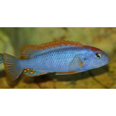 Pseudotropheus perspicax Ndumbi (red top) 5-6cm élevage