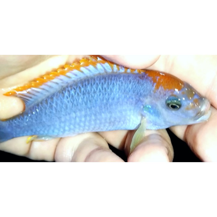 Pseudotropheus perspicax Ndumbi – cichlidé Mbuna Red Top