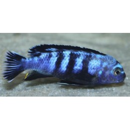 Pseudotropheus saulosi Taiwan Reef F2 – cichlidé du lac Malawi