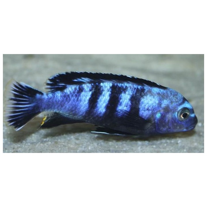Pseudotropheus saulosi Taiwanee reef F2 5-7cm