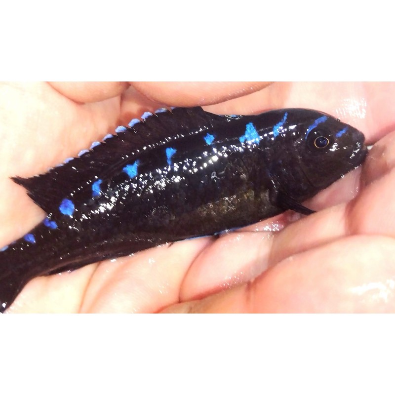 Pseudotropheus sp.elongatus neon spot Hai reef 5-7cm