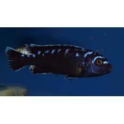 Pseudotropheus sp.elongatus neon spot Hai reef 4-6cm