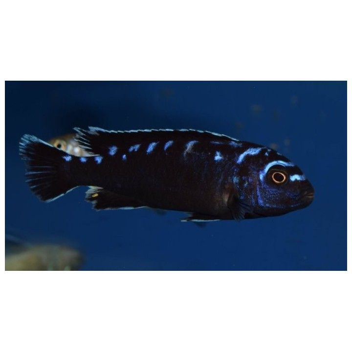 Pseudotropheus sp.elongatus neon spot Hai reef 5-7cm
