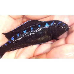 Pseudotropheus sp.elongatus neon spot Hai reef 9-11cm