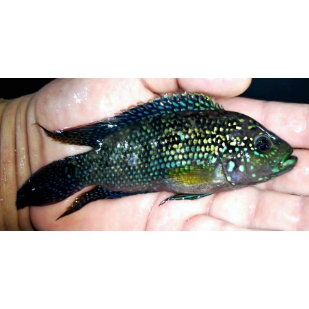 Rocio octofasciatum 5-7cm Cichlasoma élevage