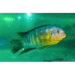 Tropheops sp. Chinyamwezi Island F1 – cichlidé du lac Malawi