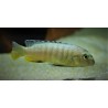 Tropheops sp.red fin Charo 6-9cm