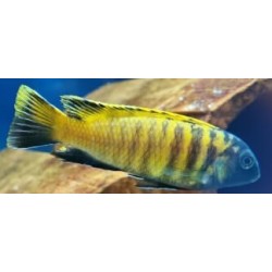Tropheops sp.red fin Charo F1 10-12cm