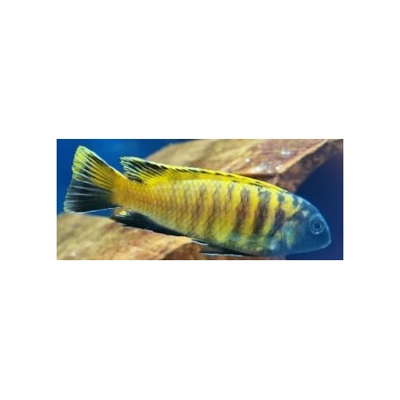 Tropheops sp.red fin Charo F1 10-12cm