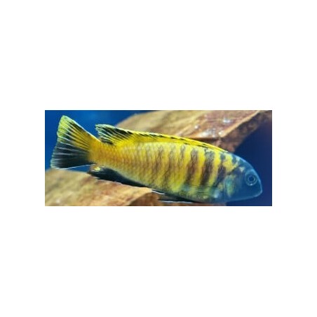 Tropheops sp.red fin Charo 6-9cm