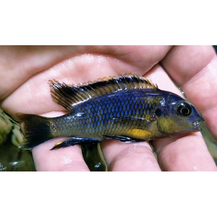 Tropheops tropheops Makokola Reef – cichlidé du lac Malawi