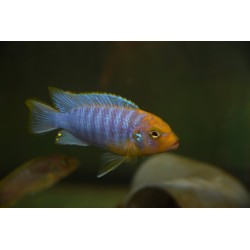 Metriaclima hajomaylandi Chiteko F1 élevage 7-9cm