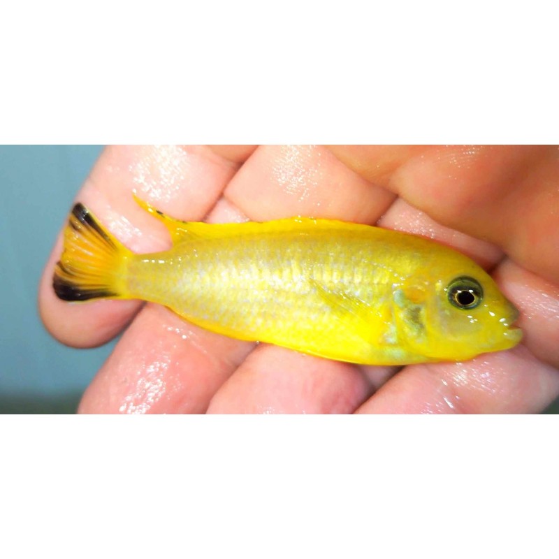 Metriaclima sp.daktari Hai Reef 6-9cm élevage