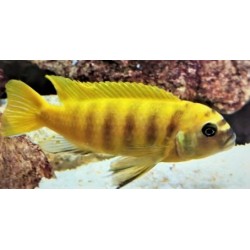 Metriaclima sp.zebra gold Kawanga (avec barres) avec fem OB  élevage
