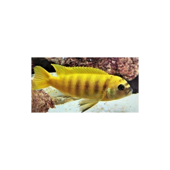 Metriaclima sp.zebra gold Kawanga (avec barres) avec femelles OB 6-9m