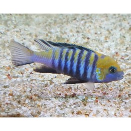 Cynotilapia zebroides Cobue Elevage