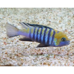 Cynotilapia zebroides Cobue 5-7cm