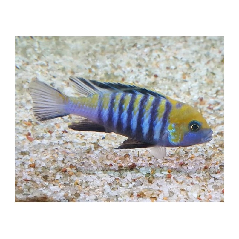 Cynotilapia zebroides Cobue 5-7cm