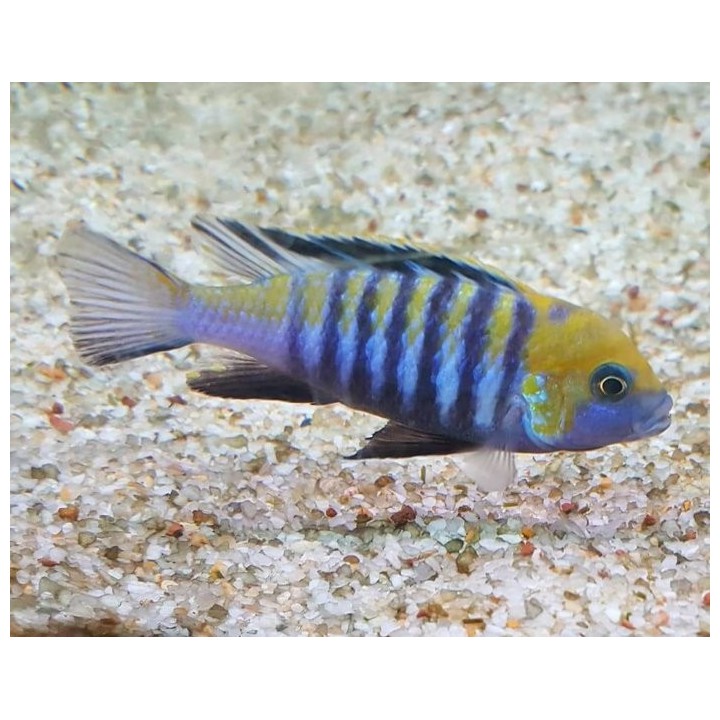 Cynotilapia zebroides Cobue Elevage