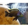 Placidochromis sp.blue Otter Tsano 10-13cm