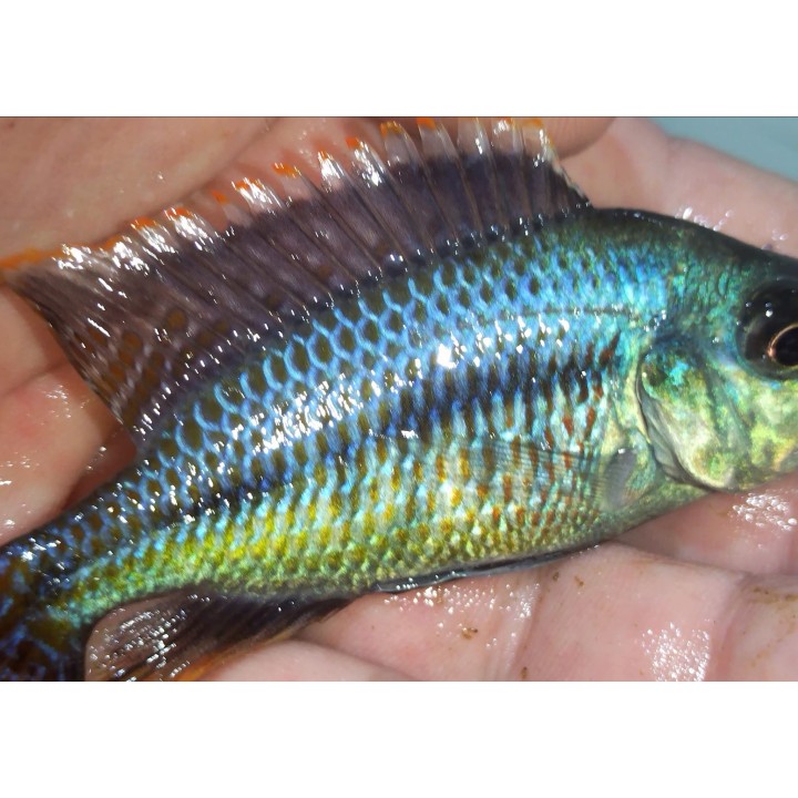 Protomelas similis – cichlidé du lac Malawi aux reflets bleus et jaunes