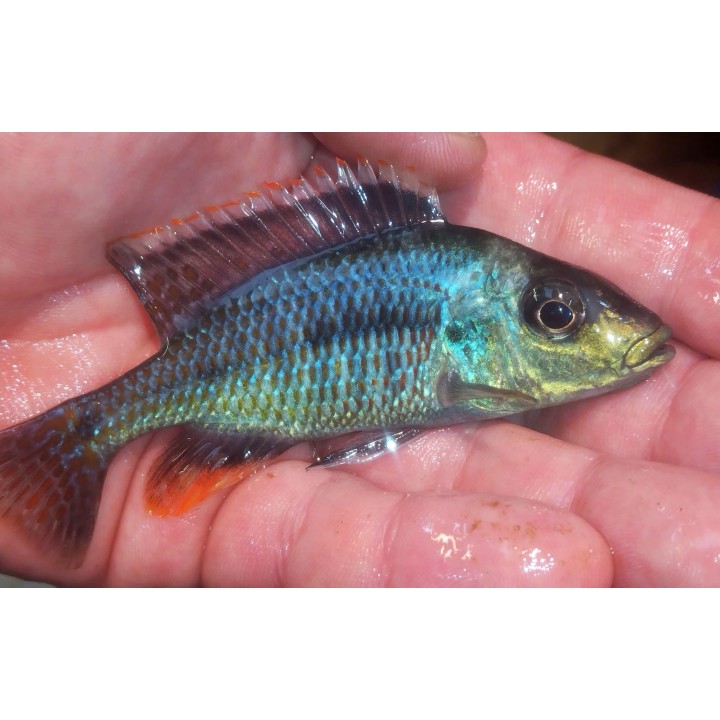 Protomelas similis – détail de la coloration bleu-vert du cichlidé Malawi