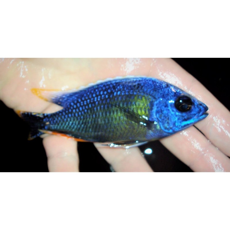 Protomelas sp.steveni taiwan Taiwan reef élevage Malawi