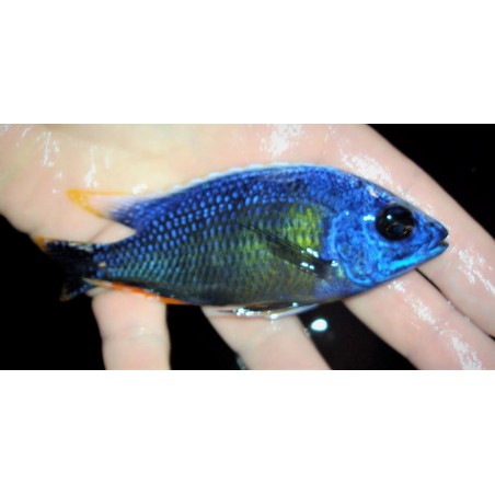 Protomelas sp.steveni taiwan Taiwan reef élevage Malawi