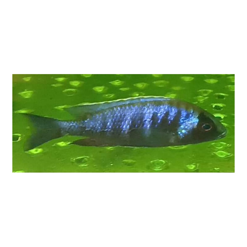 Placidochromis sp.electra black mask Narungu F1 4-6cm - Rare: premier import!