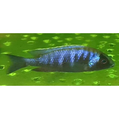 Placidochromis sp.electra black mask Narungu F1. Elevage 5-7cm