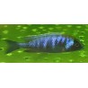 Placidochromis sp.electra black mask Narungu F1 4-6cm - Rare: premier import!