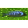 Placidochromis sp.electra black mask Narungu F1. Elevage 5-7cm