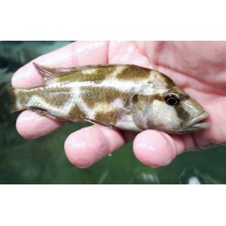 Nimbochromis livingstoni 10-15cm