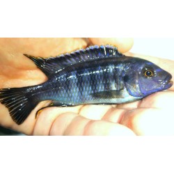 Petrotilapia chrysos Chinyamwezi 6-9cm F1- Très rare!!