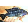 Petrotilapia chrysos Chinyamwezi 6-9cm F1- Très rare!!