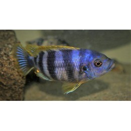 Petrotilapia sp. chitimba Chitimba – cichlidé Mbuna du lac Malawi 8-10 cm