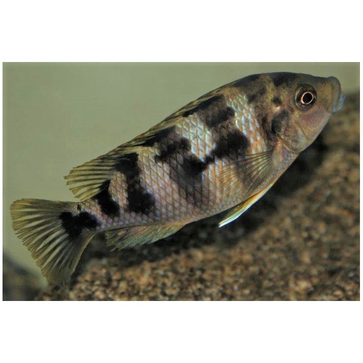 Petrotilapia sp. chitimba Chitimba – cichlidé Malawi à bandes verticales